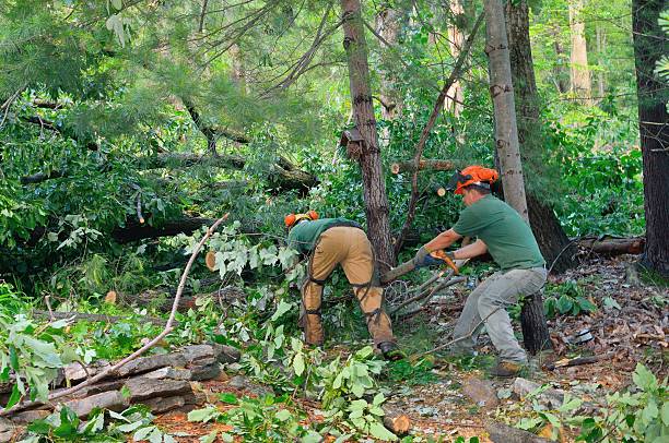 Best Lot and Land Clearing  in Covington, LA